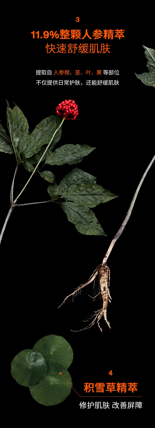 滋盈生人参密集修护精华液